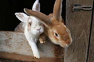 Kaninchen