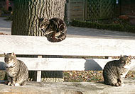 Katzen