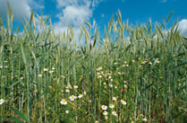 Roggenfeld