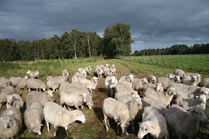 Moorschnucken