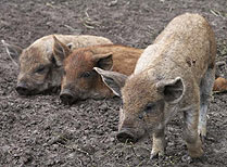 Mangalitza
