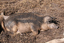 Mangalitza
