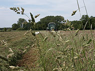 Heuertnte
