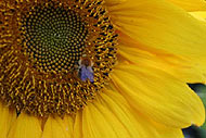 Sonnenblume
