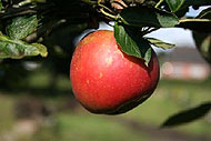 Apfel